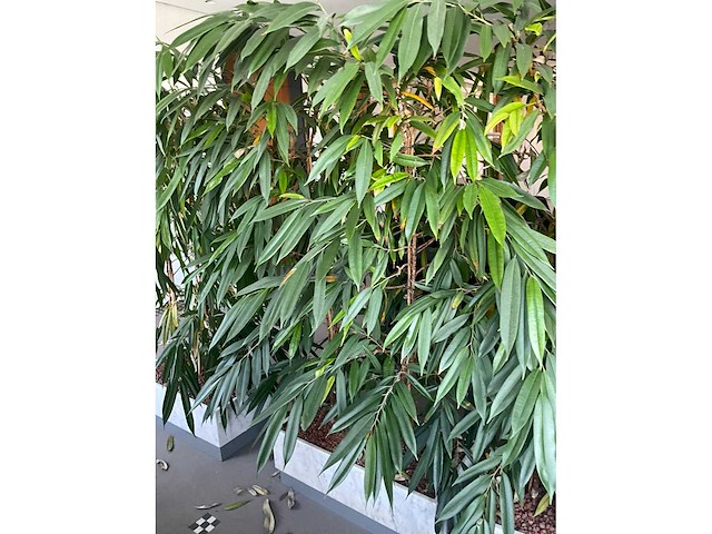 Plant in verrijdbare plantenbak (4x) - afbeelding 5 van  7