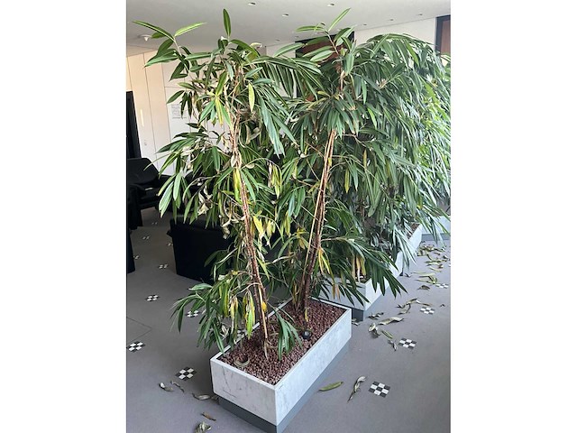 Plant in verrijdbare plantenbak (4x) - afbeelding 6 van  7