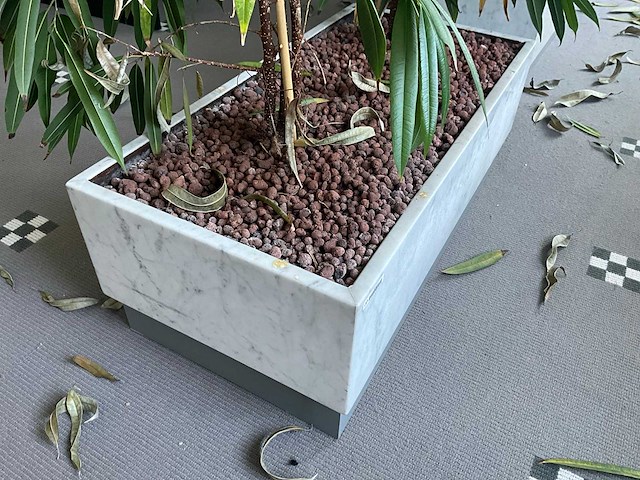 Plant in verrijdbare plantenbak (4x) - afbeelding 7 van  7
