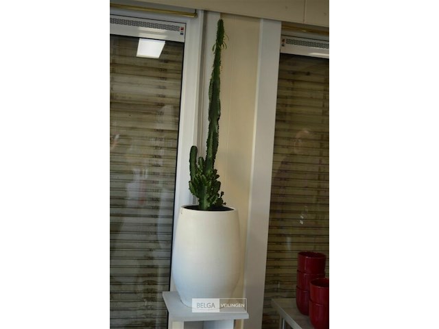 Plant met zuil en 2 ardewerk bloempotten - afbeelding 2 van  4