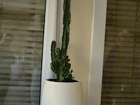 Plant met zuil en 2 ardewerk bloempotten - afbeelding 2 van  4