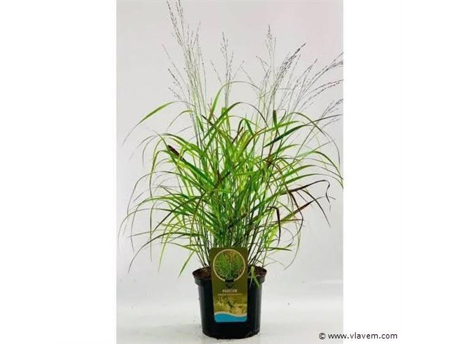 Partij kwaliteitsplanten en siergrassen, wo. festuca, miscanthus, hortensia enz.