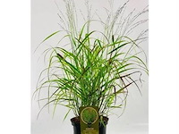 Planten in pot 18 x, panicum virgatum rotstrahlbusch - afbeelding 1 van  2