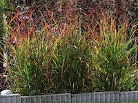 Planten in pot 18 x, panicum virgatum rotstrahlbusch - afbeelding 2 van  2