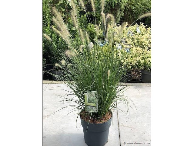 Planten in pot 18 x, pennisetum alopecuroides - afbeelding 1 van  2