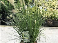 Planten in pot 18 x, pennisetum alopecuroides - afbeelding 1 van  2