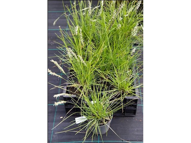 Planten in pot 18 x, sesleria autumnalis - afbeelding 1 van  2