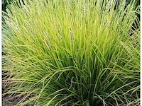 Planten in pot 18 x, sesleria autumnalis - afbeelding 2 van  2