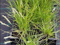 Planten in pot 18 x, sesleria autumnalis - afbeelding 1 van  2