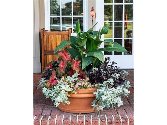 Planten in pot 24 x, canna empire - afbeelding 1 van  2