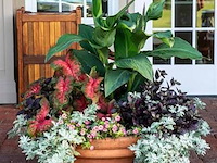 Planten in pot 24 x, canna empire - afbeelding 1 van  2