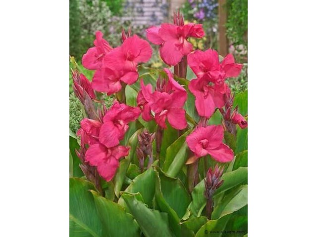 Planten in pot 24 x, canna empire - afbeelding 2 van  2