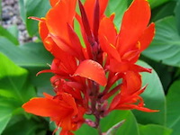 Planten in pot 24 x, canna indica - afbeelding 1 van  1