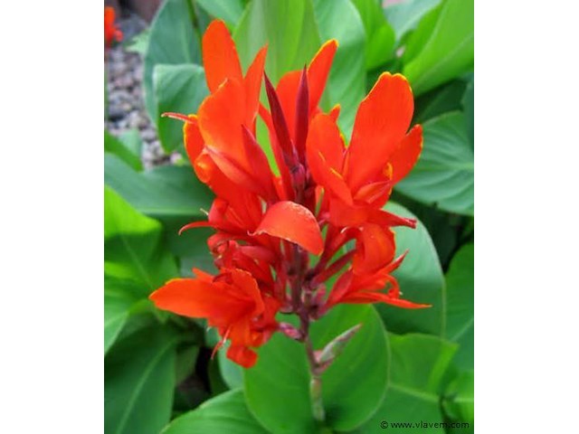 Planten in pot 24 x, canna indica - afbeelding 1 van  1