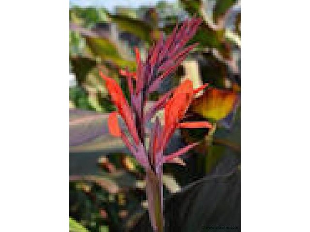 Planten in pot 24 x, canna "red wine" - afbeelding 1 van  2