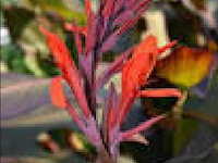 Planten in pot 24 x, canna "red wine" - afbeelding 1 van  2