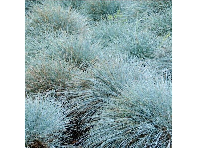 Planten in pot 24 x, festuca glauca - afbeelding 2 van  2