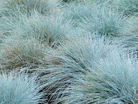 Planten in pot 24 x, festuca glauca - afbeelding 2 van  2