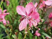 Planten in pot 24 x, gaura "compact pink" - afbeelding 1 van  2