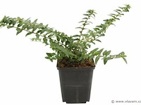 Planten in pot 24 x, lonicera nitida "maigruen" - afbeelding 1 van  2