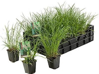Planten in pot 24 x, pennisetum hameln - afbeelding 1 van  1