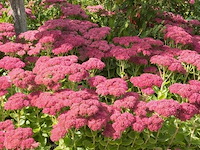 Planten in pot 24 x, sedum herbstfreude - afbeelding 1 van  1