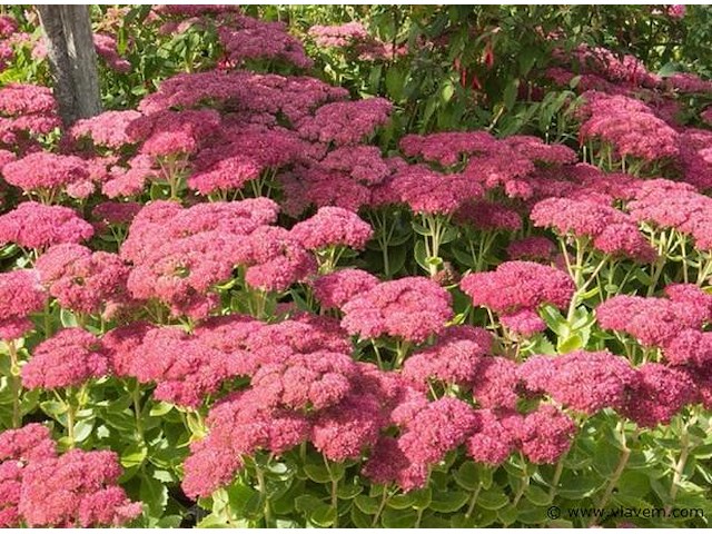 Planten in pot 24 x, sedum herbstfreude - afbeelding 1 van  1