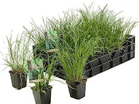 Planten in pot 24x, pennisetum alopecuroides - afbeelding 1 van  2