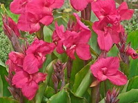 Planten in pot 3 x, canna empire - afbeelding 2 van  2