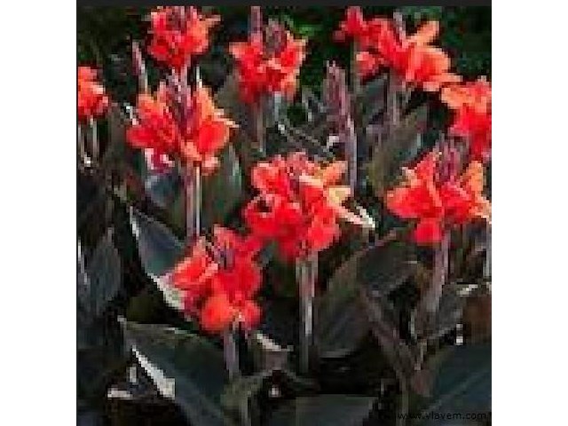 Planten in pot 3 x, canna "red wine" - afbeelding 2 van  2