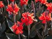 Planten in pot 3 x, canna "red wine" - afbeelding 2 van  2