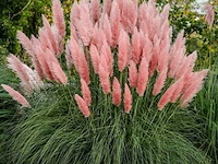 Planten in pot 3 x, cortaderia selloana( pampasgras roze) - afbeelding 2 van  2