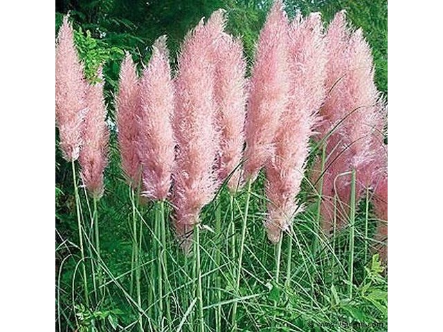 Planten in pot 3 x, cortaderia selloana( pampasgras roze) - afbeelding 1 van  2
