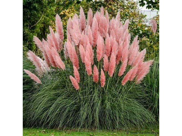 Planten in pot 3 x, cortaderia selloana( pampasgras roze) - afbeelding 2 van  2
