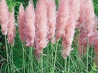 Planten in pot 3 x, cortaderia selloana( pampasgras roze) - afbeelding 1 van  2