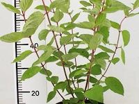 Planten in pot 3 x, hortensia "grandiflora" - afbeelding 1 van  2