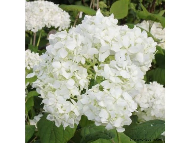 Planten in pot 3 x, hortensia "grandiflora" - afbeelding 2 van  2