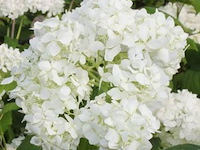 Planten in pot 3 x, hortensia "grandiflora" - afbeelding 2 van  2