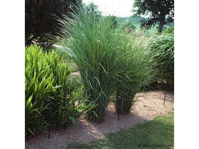 Planten in pot 3 x, miscanthus sinensis gracimillus - afbeelding 1 van  2