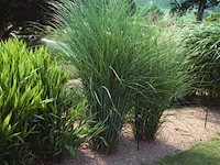 Planten in pot 3 x, miscanthus sinensis gracimillus - afbeelding 1 van  2