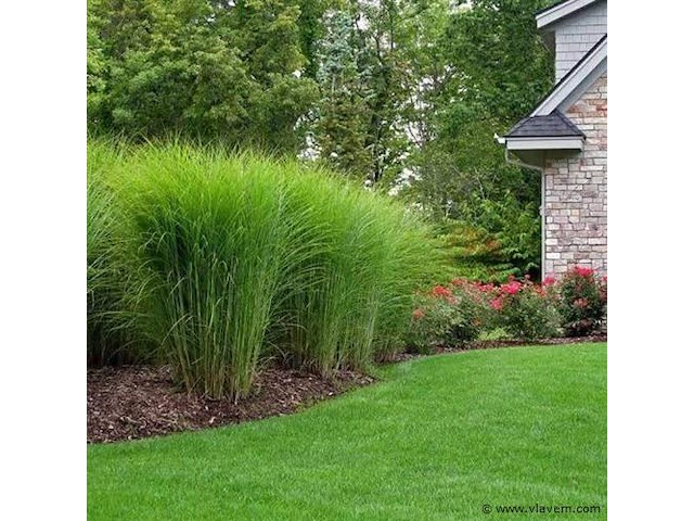Planten in pot 3 x, miscanthus sinensis gracimillus - afbeelding 2 van  2