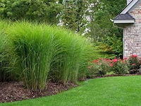 Planten in pot 3 x, miscanthus sinensis gracimillus - afbeelding 2 van  2