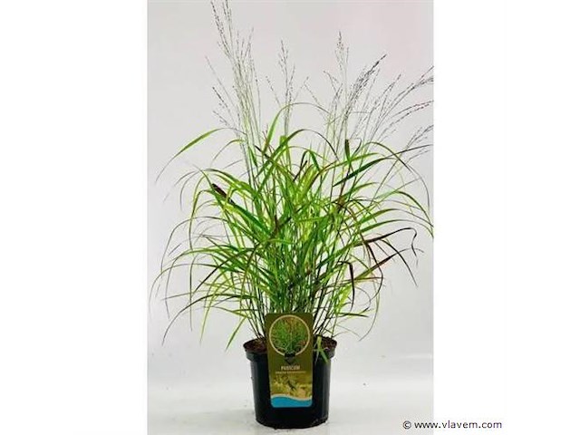 Planten in pot 3 x, panicum virgatum rotstrahlbusch - afbeelding 1 van  2