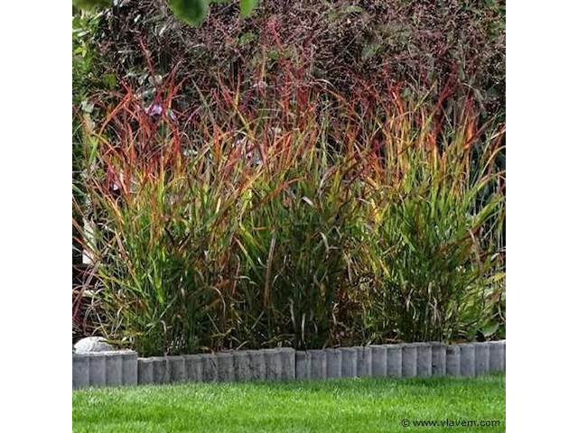 Planten in pot 3 x, panicum virgatum rotstrahlbusch - afbeelding 2 van  2