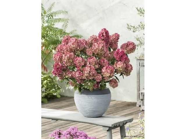 Planten in pot 3x, hortensia "petite star" - afbeelding 2 van  2