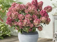 Planten in pot 3x, hortensia "petite star" - afbeelding 2 van  2