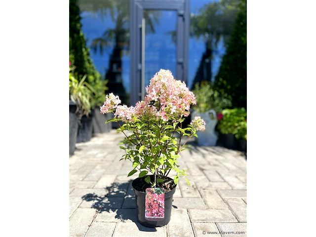 Planten in pot 3x, hortensia "petite star" - afbeelding 1 van  2