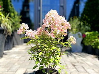 Planten in pot 3x, hortensia "petite star" - afbeelding 1 van  2