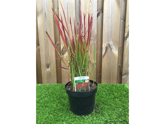 Planten in pot 3x, japans bloedgras (imperata cylindrica 'red baron') - afbeelding 1 van  2