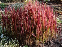 Planten in pot 3x, japans bloedgras (imperata cylindrica 'red baron') - afbeelding 2 van  2